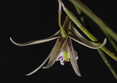 Dendrobium mortii. Flower back.