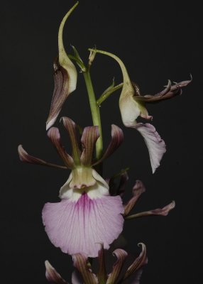 Eulophia guineensis. flowers close-up.