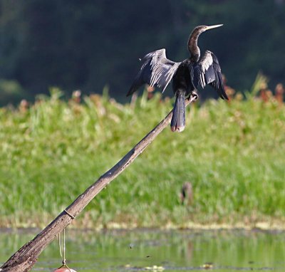 anhinga_800x763.jpg