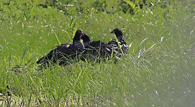 screamer_800x442.jpg