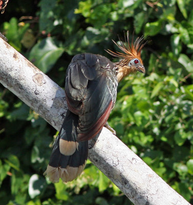 hoatzin.jpg