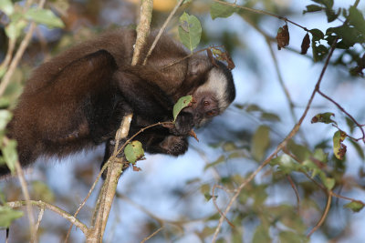 tufted capuchin.jpg