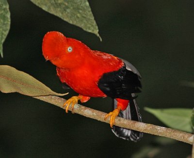 andean cock-of-the-rock.jpg