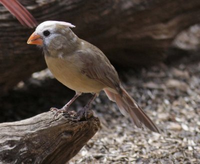 whitefaced_cardinal