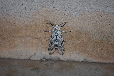 giant_leopard_moth