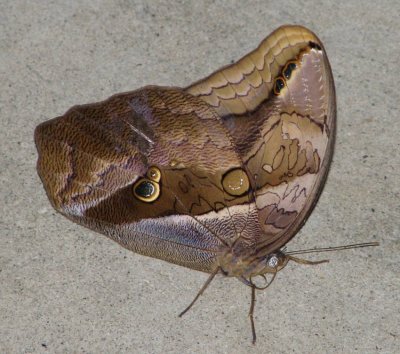 Automedon Giant Owl Butterfly (Panama)