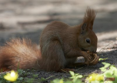 Squirrel - 3698.jpg