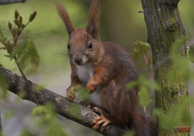 Squirrel in Park Lazienkowski - Warszawa, Poland