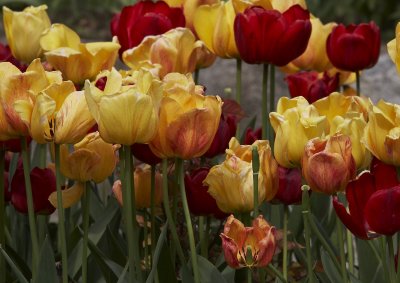 Tulips - 3961-2.JPG