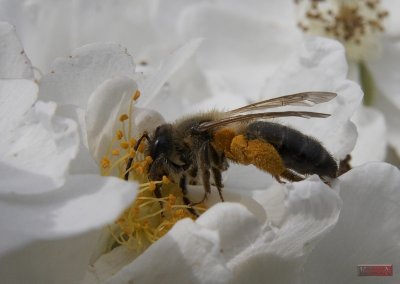 Bee_5002-4.jpg
