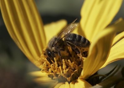 Bee