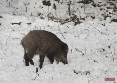 Wild boar - 9571.jpg