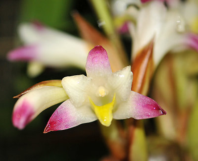 SF Conservatory of Flowers