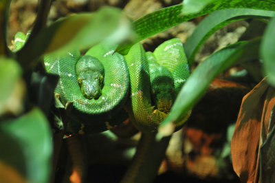 California Academy of Sciences