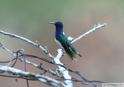 Colibri jacobinWhite-necked JacobinGamboa Rainforest Resort25 dcembre 2009