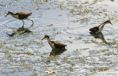 Jacana noir juvnilesJuvenile Wattled JacanaGamboa Rainforest Resort25 dcembre 2009