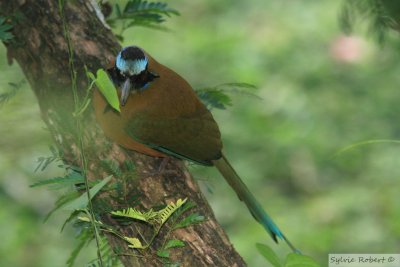 Motmot houtoucBlue-crowned MotmotGamboa Rainforest Resort23 dcembre 2009