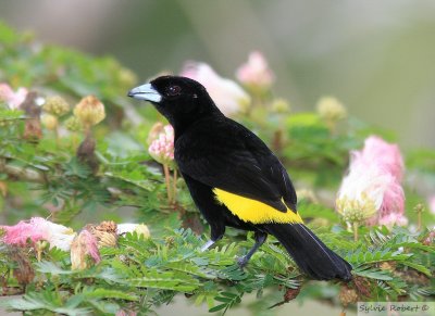 Tangara flamboyant mleMale Flame-rumped TanagerGamboa Rainforest Resort23 dcembre 2009