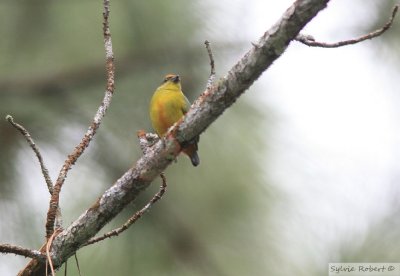 Organiste cul-roux femelleFulvous-vented Euphonia femaleCerro Azul24 dcembre 2009