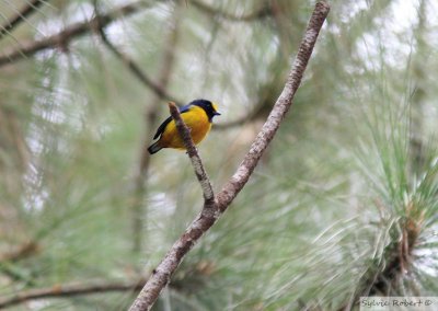 Organiste cul-roux mleFulvous-vented Euphonia maleCerro Azul24 dcembre 2009