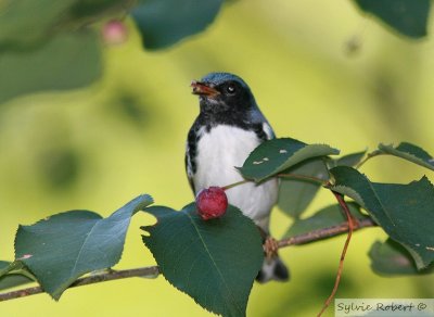 Paruline bleueBlack-throated blue warblerDunany4 aot 2007