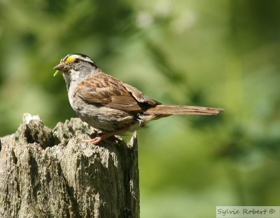 Bruant  gorge blancheWhite-throated sparrowDunany29 juillet 2007