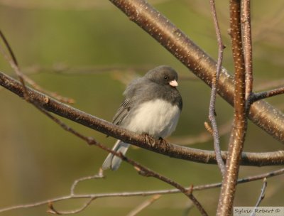 Junco ardoisDark-eyed JuncoDunany20 avril 2008
