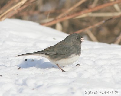 Junco ardoisMontral3 fvrier 2007