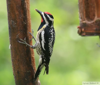 Pic macul mlemale Yellow-bellied sapsuckerDunany24 mai 2010