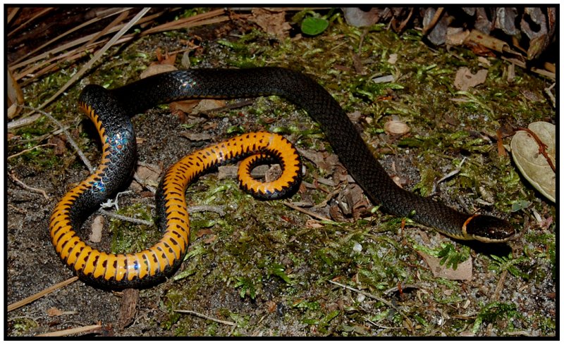 Southern Ringneck Snake (Diadophis punctatus)