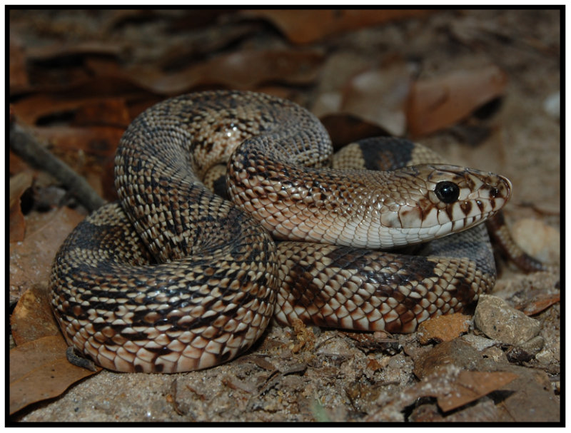 Florida Pine Snake (Pituophis melanoleucus mugitus)