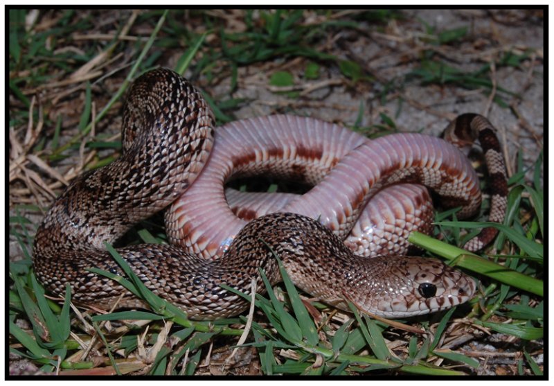 Florida Pine Snake (Pituophis melanoleucus mugitus)