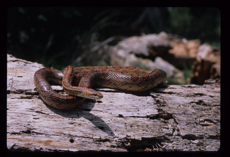 Red Rat Snake (Elaphe guttata guttata)