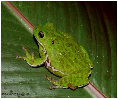 Barking Treefrog  (Hyla gratiosa)