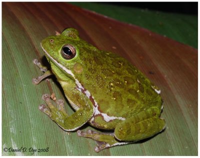 Barking Treefrog  (Hyla gratiosa)