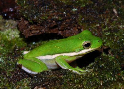 Green Treefrog  (Hyla cinerea)