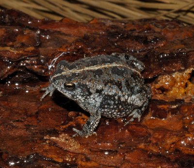 Oak Toad (Bufo quercicus)