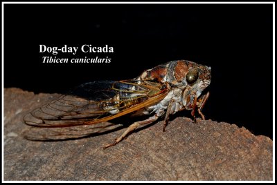 Dog-day Cicada