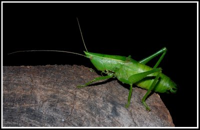 Half-winged Conehead (Belocephalus subapterus)