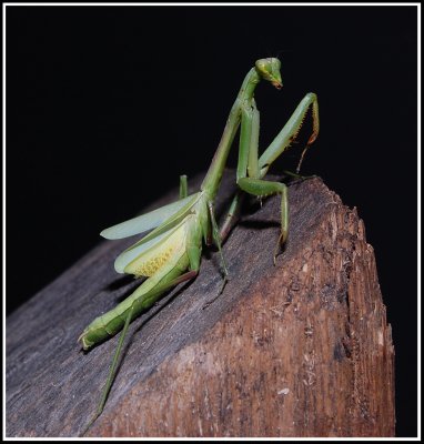 Praying Mantis (Stagmomantis carolina)