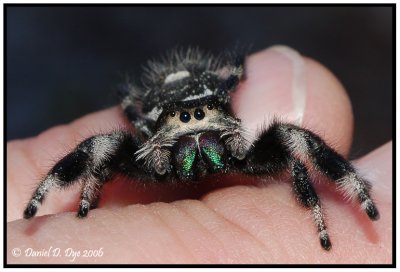 Regal Jumping Spider (Phidippus regius)
