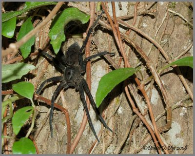 Fishing Spider (Dolomedes vittatus)