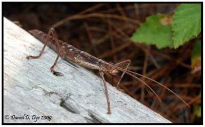 Two striped Walkingstick (Anisomorpha buprestoides)