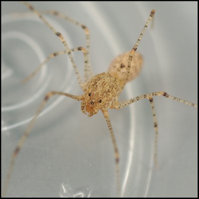 Spitting Spider (Scytodes thoracica)