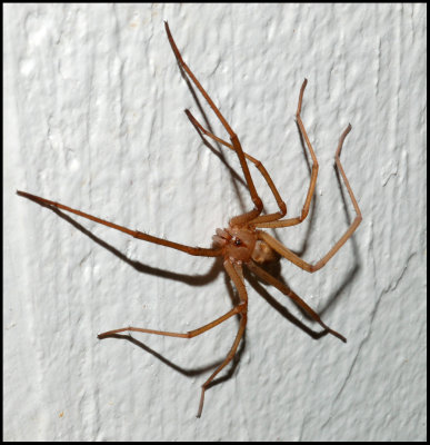 Male Southern Crevice Spider (Kukulcania hibernalis)