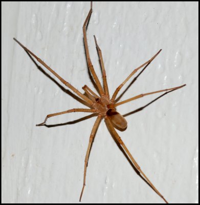 Male Southern Crevice Spider (Kukulcania hibernalis)