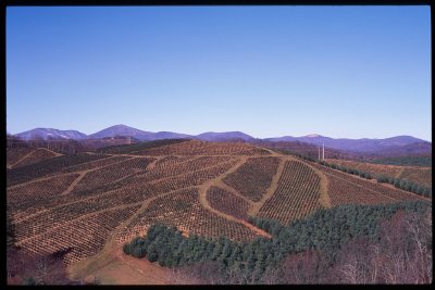 Christmas Tree Farm