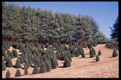 Christmas Tree Farm