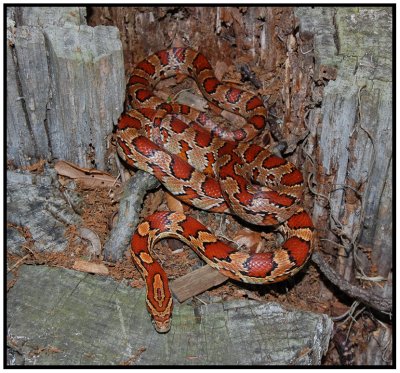 Red Rat Snake (Elaphe guttata guttata)