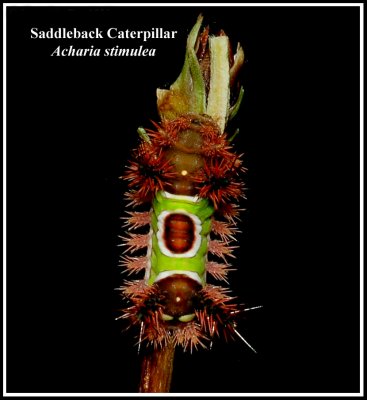 Saddleback Caterpillar (Acharia stimulea)